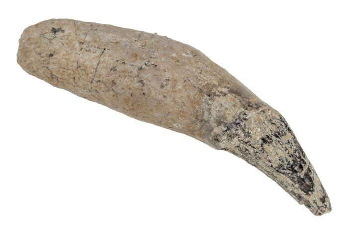 Fossil Mammal (Carnivora) Canine - France #218728